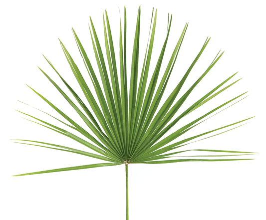 Palm Altar Decor - Meditterranean Fan | Bags of 8