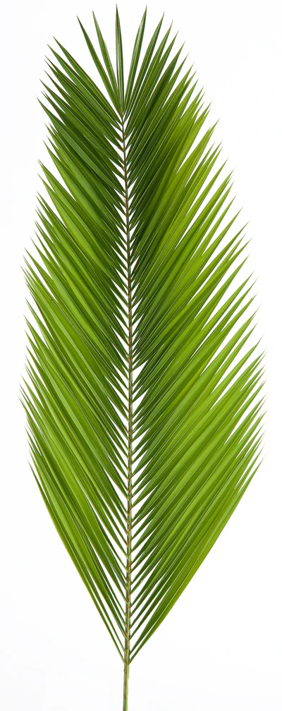 Palm Altar Decor - Date Palms | Bags of 4