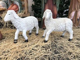 2pc. Sheep Nativity Add-On (For 59" Set) - Catholic Supply of St. Louis - Chiarelli's Religious Goods & Church Supply